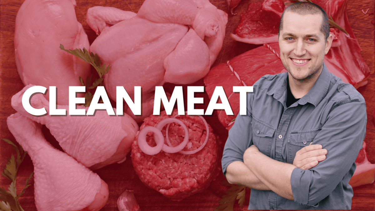 clean meat